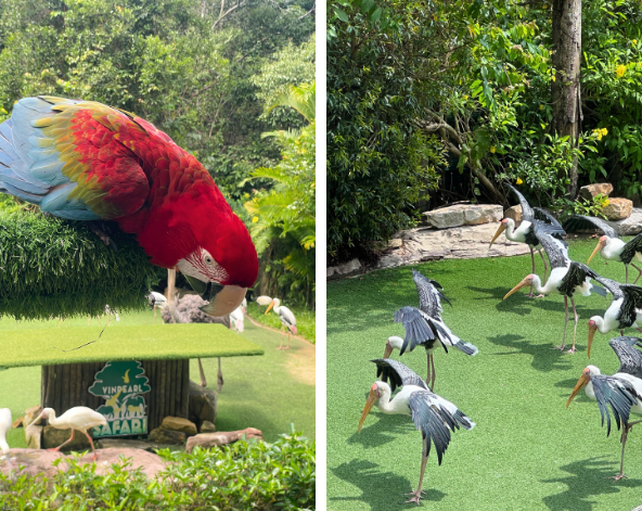 珍珠野生動物園(鳥類表演秀/SAFARI 遊獵車)→金剛超市採買→質感亞洲創意料理