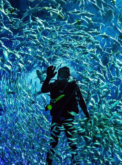 粉色城堡~珍珠水陸樂園(海龜水族館、摩天輪、六大主題樂園、水幕投影燈光秀)→大世界海鮮風味餐