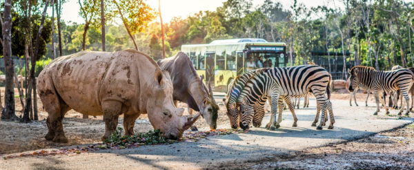 越南最大~珍珠野生動物園(動物表演、SAFARI遊獵車、環尾狐猴、火鶴鳥、長頸鹿餐廳餵長頸鹿)→富國島~珍珠水陸樂園(海洋博物館、海底隧道、光雕表演秀)