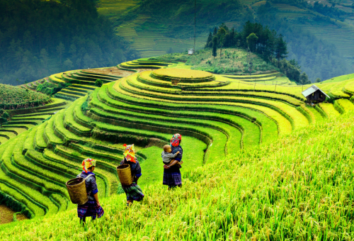#北越。雲霧山城 秘境沙壩、老柴梯田、芒花登山火車、番西邦纜車、苗族貓貓村 五日 越南旅遊推薦-雲霧山城x秘境沙壩、老柴梯田、芒花登山火車、番西邦纜車、苗族貓貓村