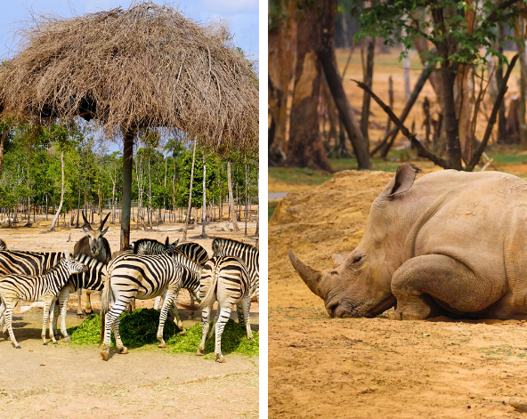 珍珠野生動物園(鳥類表演秀/SAFARI 遊獵車)→金剛超市採買→質感亞洲創意料理