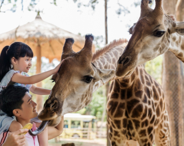 珍珠野生動物園(鳥類表演秀、Safari野生動物遊獵車)→富國大世界&貢多拉遊船→金剛超市旗艦店→海鮮先生
