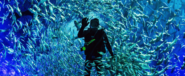 珍珠奇幻樂園 (粉色夢幻城堡、摩天輪、巨型海龜水族館、必看Once閉園秀)→特色海鮮風味餐