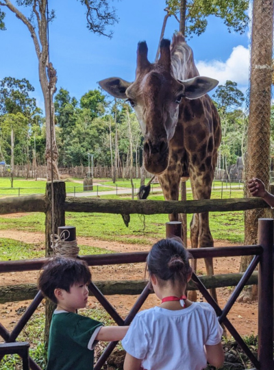 珍珠動物園(SAFARI 遊獵車/環尾狐猴/長頸鹿餐廳餵長頸鹿/園內午餐)→酒店 CHECK IN→晚上步行前往渡假村對街的Sonasea夜市大街