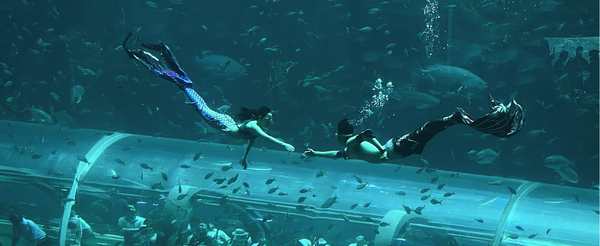 悠閒享用早餐→珍珠水陸樂園(海龜水族館/海底隧道/光雕表演秀)→道地小卷米粉