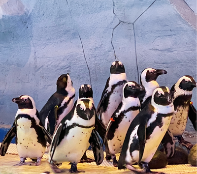 悠閒享用早餐→珍珠水陸樂園(海龜水族館/海底隧道/光雕表演秀)→道地小卷米粉