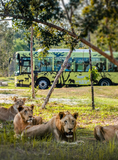 珍珠動物園(Safari遊獵車)→道地小卷米粉→富國大世界&貢多拉遊船體驗