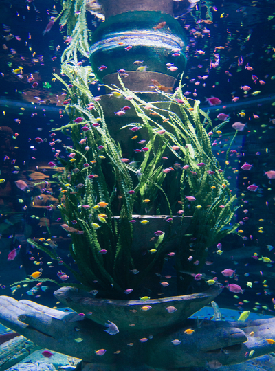 珍珠奇幻樂園 (巨型海龜水族館&水陸遊樂園)→海鮮燒烤 BBQ 吃到飽