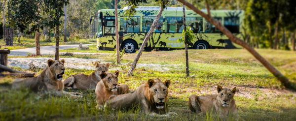 珍珠動物園(精彩表演秀、冷氣遊園車)→金剛超市自由逛街→懶骨頭沙灘酒吧(含新鮮果汁一杯)→越式風味餐